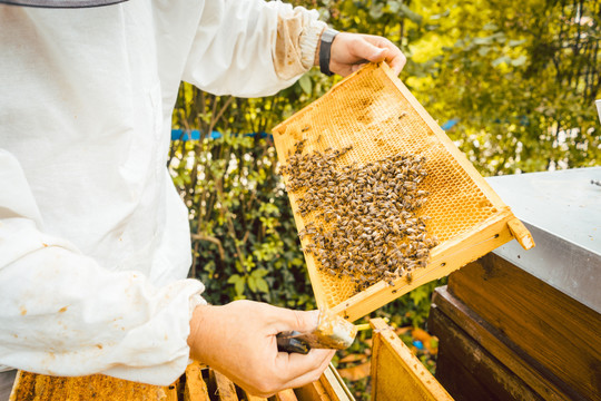 养蜂人拿着蜂巢，手里拿着蜜蜂看着它