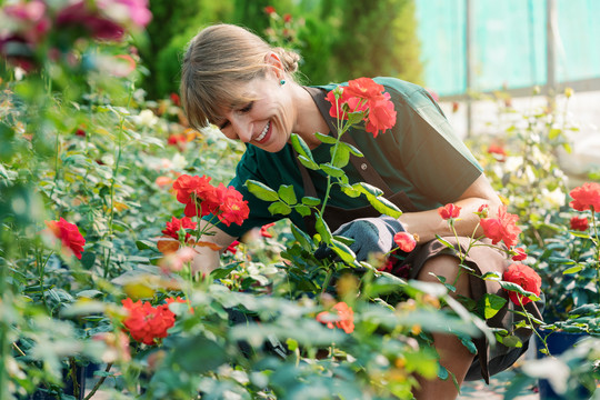 商业园丁在温室里和玫瑰一起工作的女人