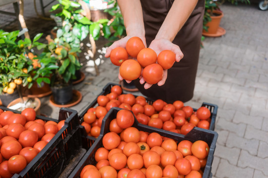商业园丁展示她亲手种植的西红柿