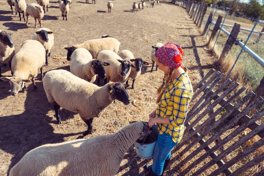 农妇和她的羊群在她周围
