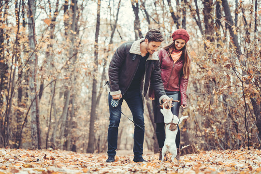 秋天的一对夫妇在公园遛狗，玩宠物