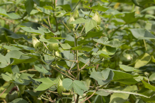 棉花种植