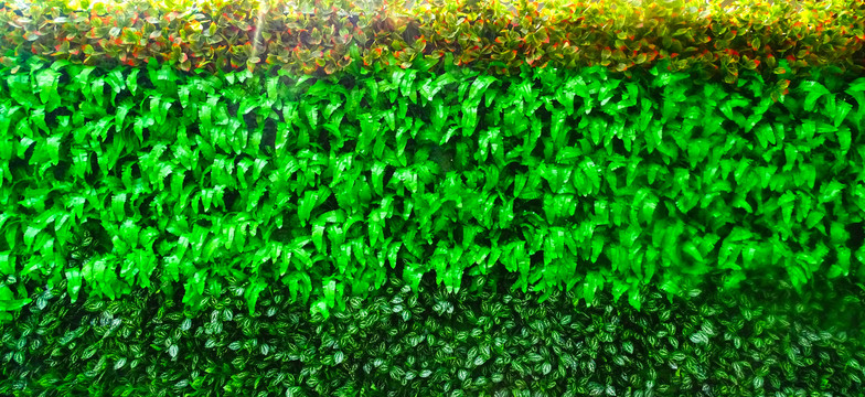 绿叶围墙