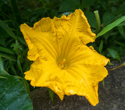 南瓜花