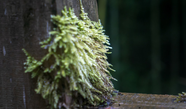 苔藓