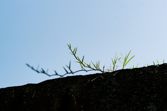 野草