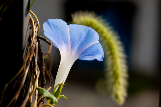 牵牛花