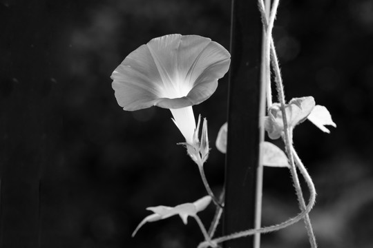 栅栏牵牛花