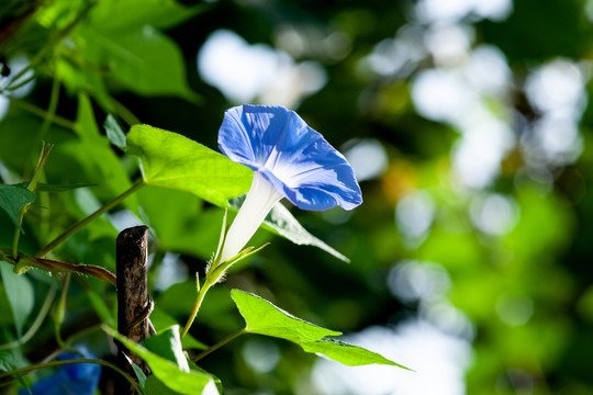 栅栏牵牛花