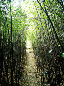 山上竹林小道