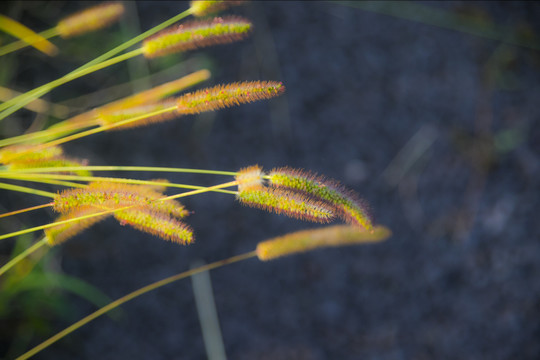 狗尾巴草