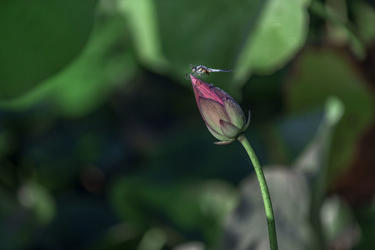 蜻蜓落荷枝