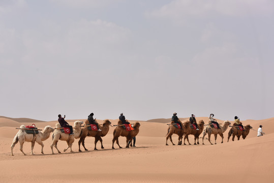 宁夏中卫沙坡头骑骆驼