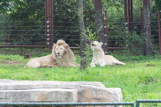森林动物园之狮子