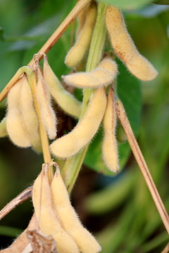 成熟的黄豆