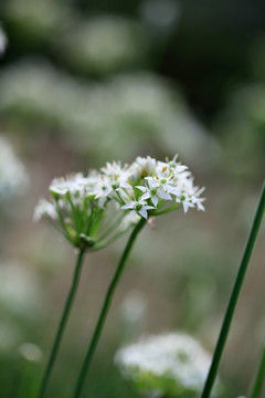 韭菜花