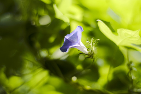 牵牛花