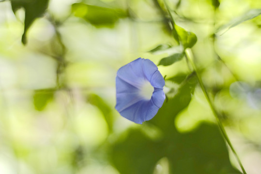 牵牛花