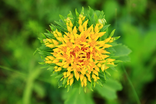 大兴安岭野生植物费菜