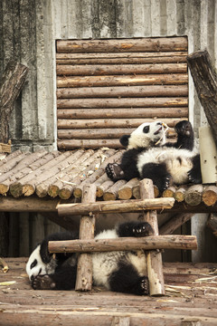 玩耍的幼年熊猫
