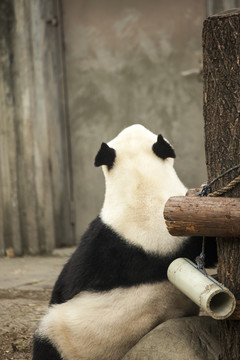 熊猫背景思考的熊猫
