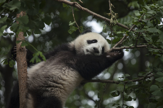 爬在树上的幼年熊猫