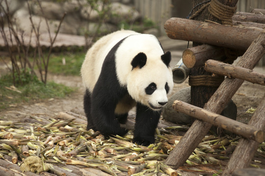 熊猫基地的大熊猫