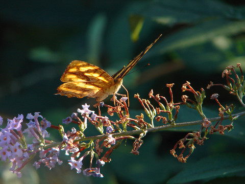 一只吸食花粉的散纹盛蛱蝶
