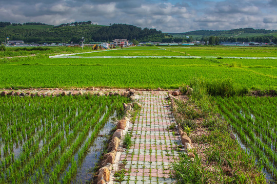 水稻田