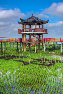 水稻田观光台