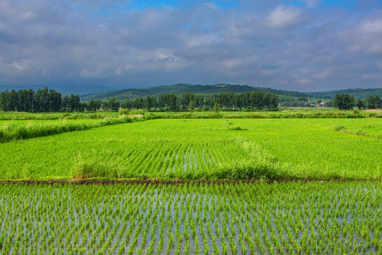 水稻田