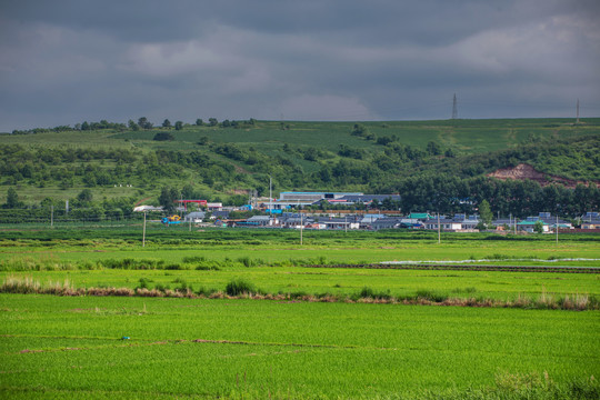 水稻田