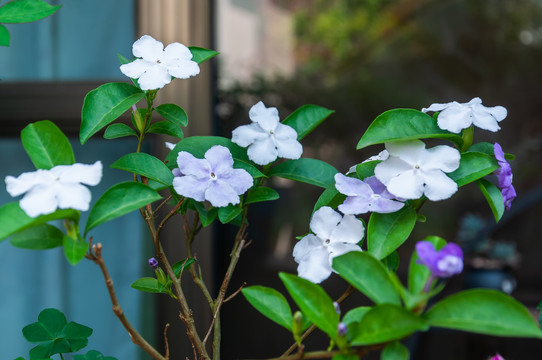 鸳鸯茉莉花开