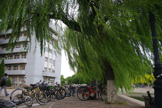 天津南开大学校园建筑