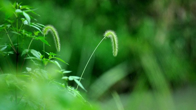 狗尾草