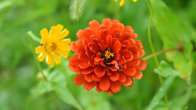 百日菊