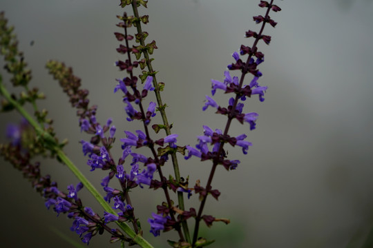 鼠尾草