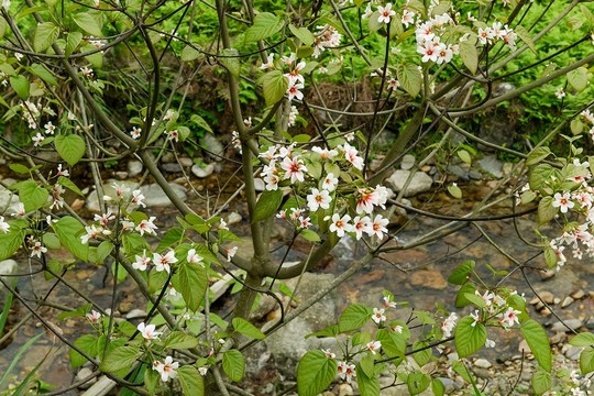 油桐花