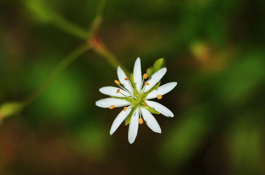 大兴安岭野生植物箐姑草