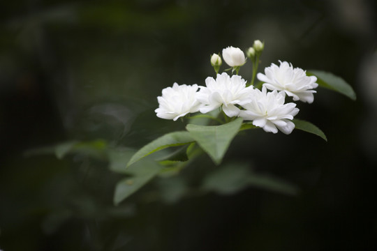 木香花