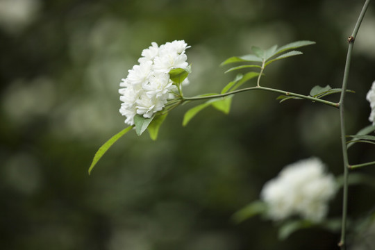 木香花