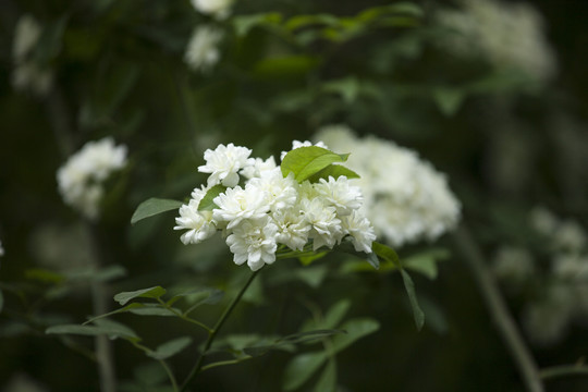 木香花松刺花