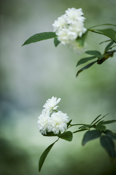 木香花松刺花