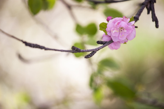 榆叶梅花