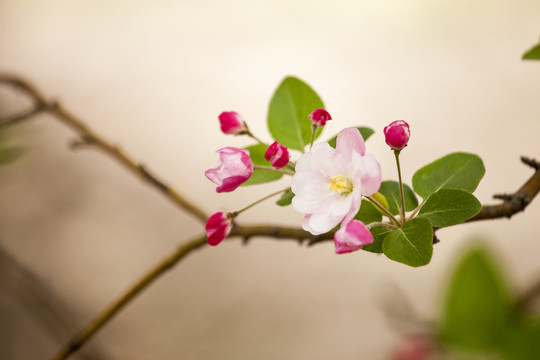 唯美海棠花开