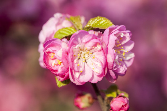 榆叶梅花