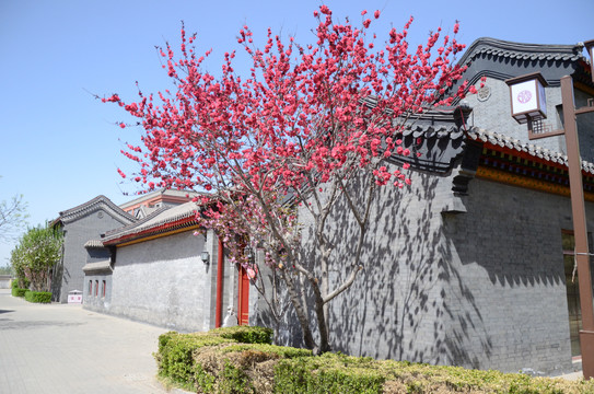 庭院民宿农家院