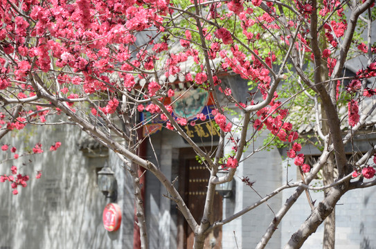 古建筑农家小院