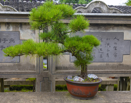 黑松盘景