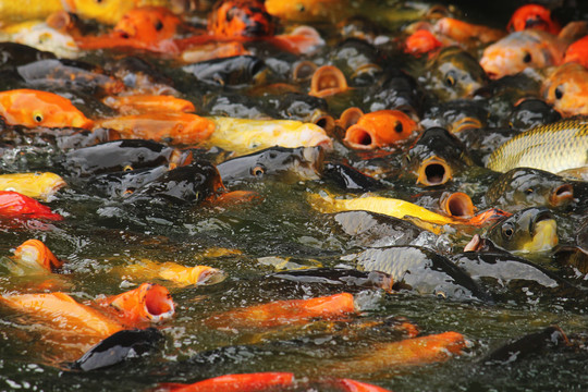 池塘里的一群五颜六色锦鲤鱼